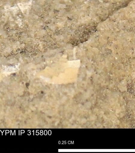 undet. Mollusca