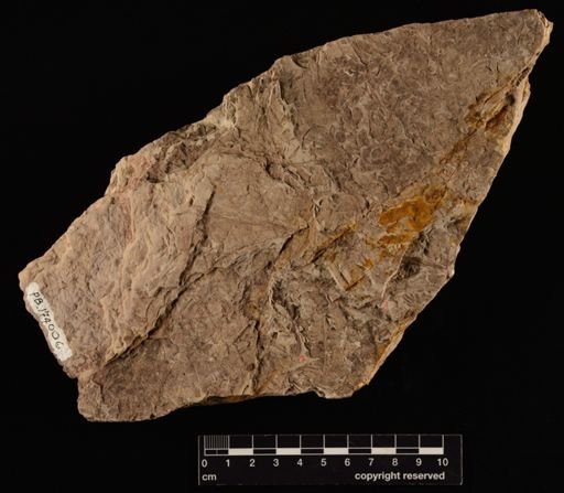 Cladophlebis sp.