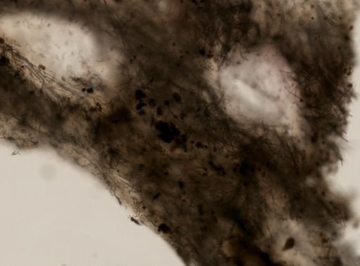 Lissodendoryx noxiosa