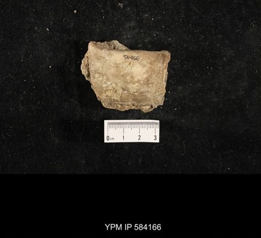 Myalina subquadrata