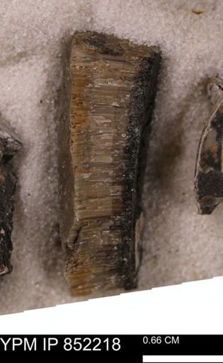 undet. Inoceramidae