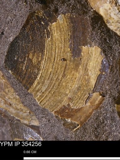 Limopsis striatopunctatus