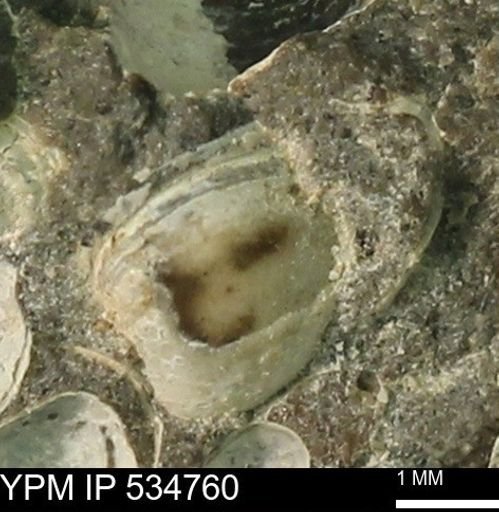 Protocardia subquadrata