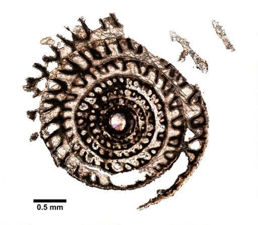Parafusulina wordensis