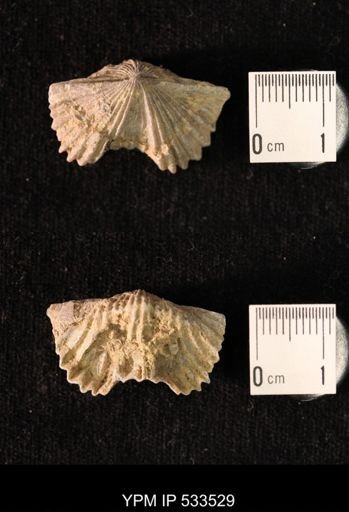 Platystrophia sp.