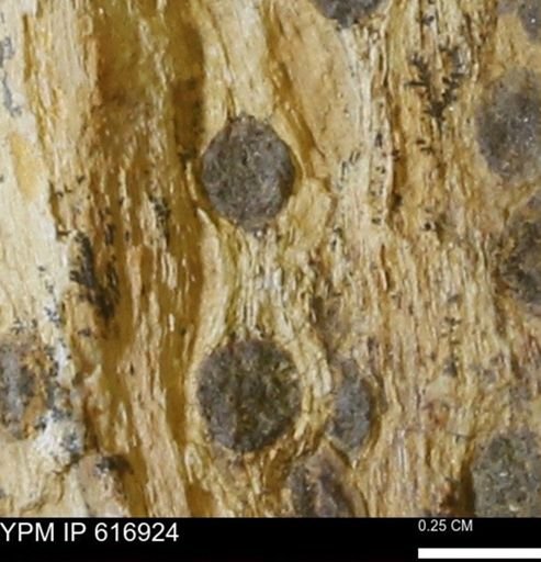 Teredo sp.