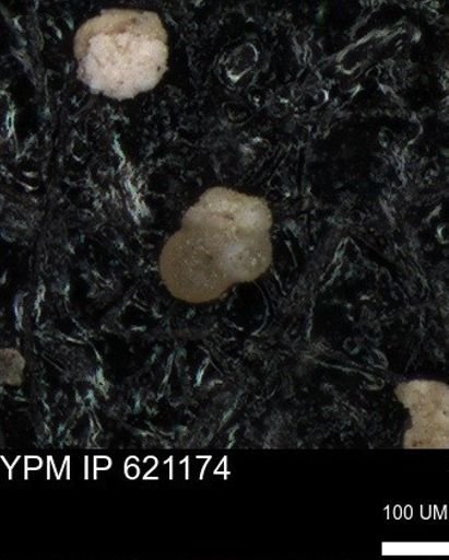 undet. Rugoglobigerinidae