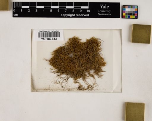 Plantae