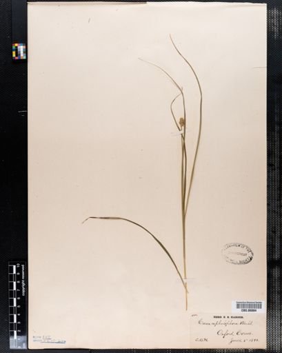 Carex cephalophora