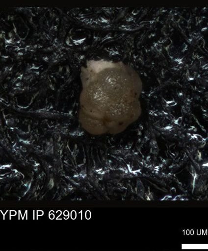 undet. Foraminiferida