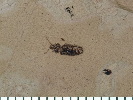 undet. Coleoptera