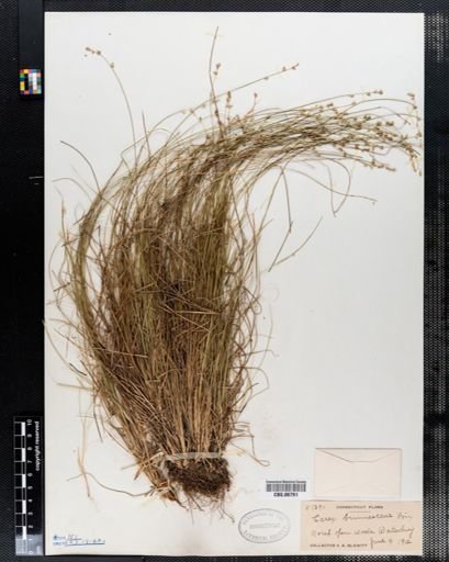 Carex brunnescens