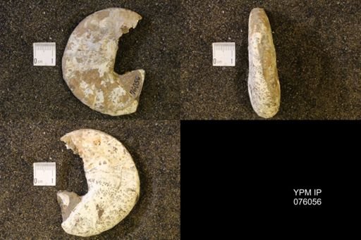 Hoploscaphites birkelundi