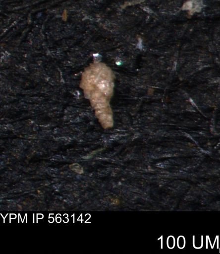 Bimonilina variana