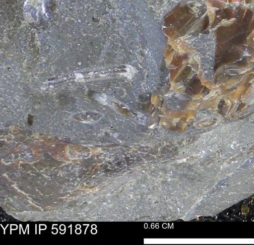 Mollusca