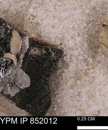 undet. Foraminifera
