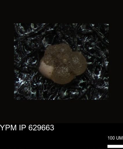 undet. Foraminiferida