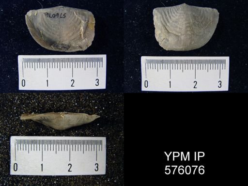 Leptaena rhomboidalis