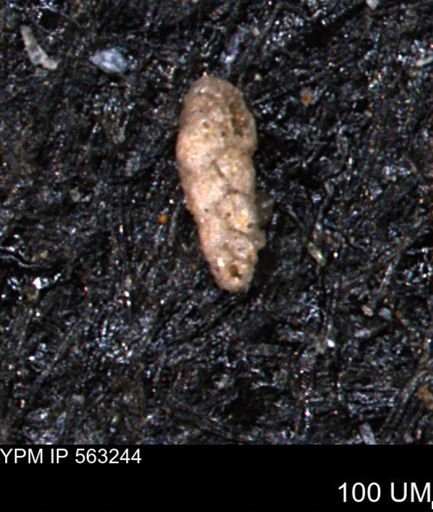 Verneuilinoides hectori