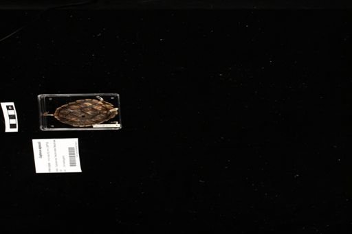 Gopherus agassizii