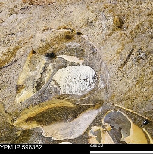 Limopsis striatopunctatus