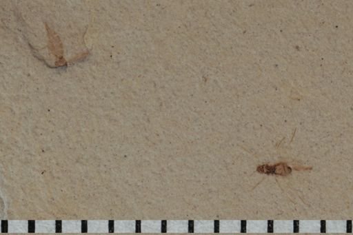 undet. Diptera