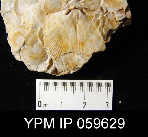 Chonostrophia reversa