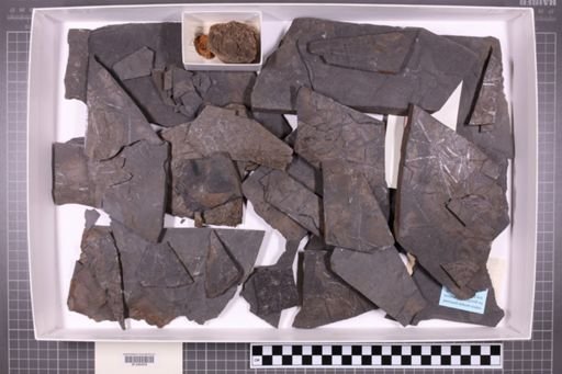 mixed taxa, stratigraphic collection