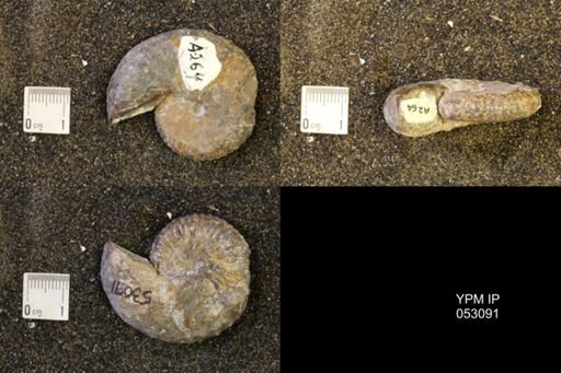 Discoscaphites conradi
