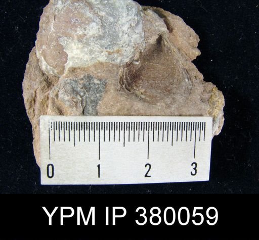 Lingula sp.