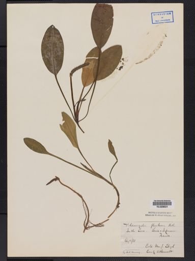 Potamogeton fluitans