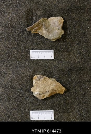 undet. Bivalvia