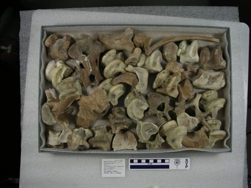Equus sp.