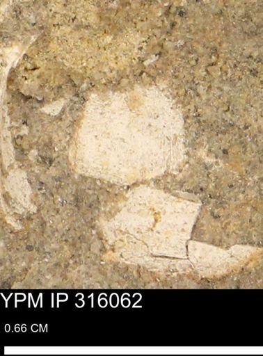 undet. Mollusca