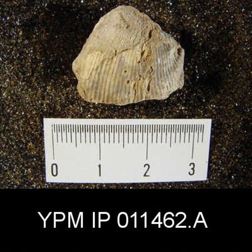 Linoproductus cora