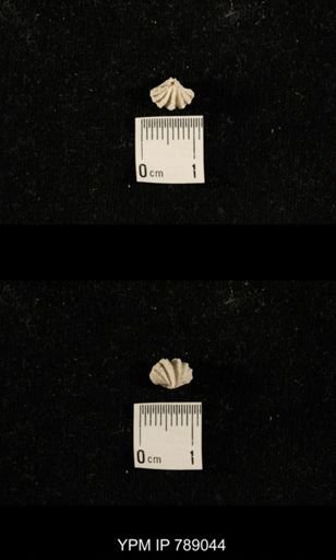 undet. Brachiopoda