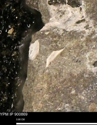 undet. Mollusca