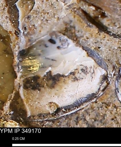 undet. Bivalvia