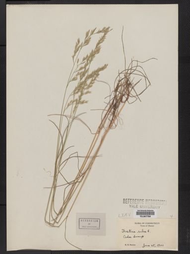 Festuca rubra
