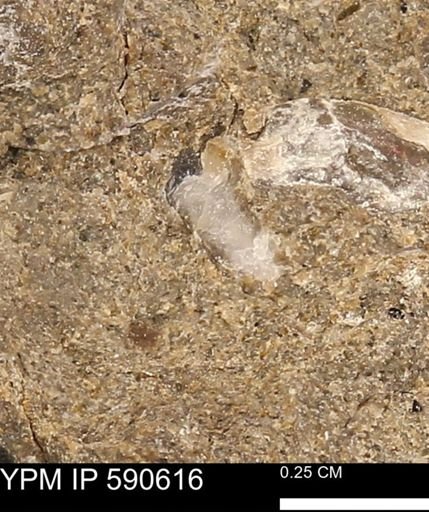 Ostrea sp.