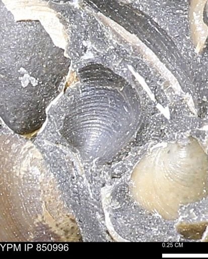 Limopsis striatopunctatus