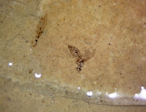 undet. Diptera