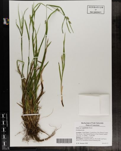 Carex amphibola
