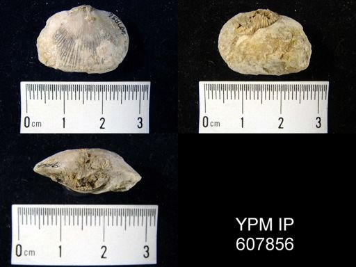 undet. Orthida
