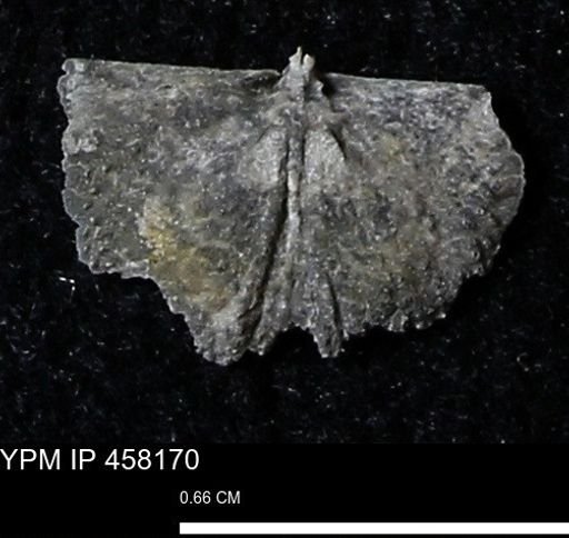 Chonetes mucronatus