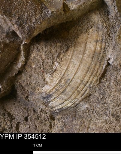 undet. Bivalvia