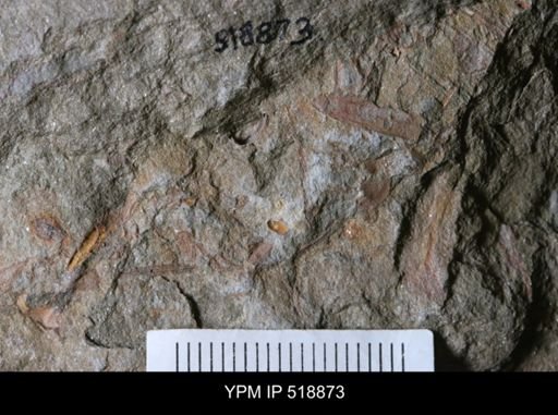 undet. Trilobita