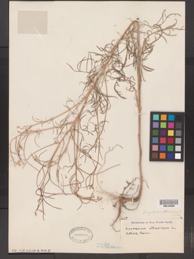 Sisymbrium altissimum
