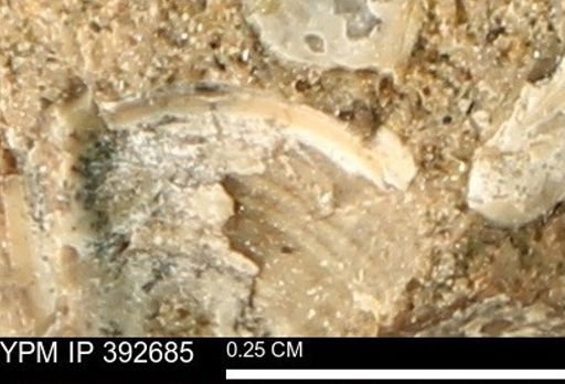Protocardia subquadrata