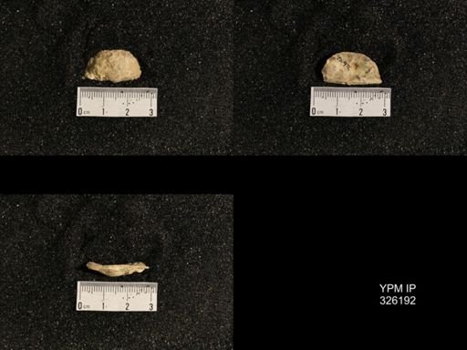 Neochonetes sp.